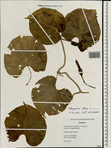 Ipomoea alba L., South Asia, South Asia (Asia outside ex-Soviet states and Mongolia) (ASIA) (Vietnam)