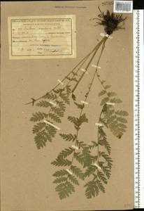 Tanacetum corymbosum subsp. corymbosum, Eastern Europe, Central region (E4) (Russia)
