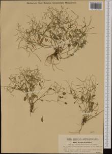 Arabidopsis croatica (Schott ex Nyman & Kotschy) O'Kane & Al-Shehbaz, Western Europe (EUR) (Croatia)