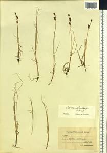Carex mackenziei V.I.Krecz., Siberia, Chukotka & Kamchatka (S7) (Russia)