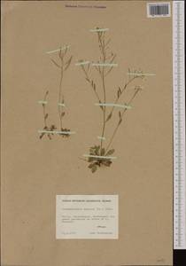 Arabidopsis suecica (Fr.) Norrl., Western Europe (EUR) (Finland)