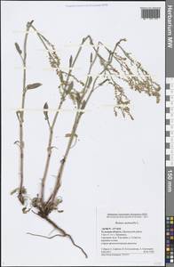 Rumex acetosella L., Eastern Europe, Central region (E4) (Russia)