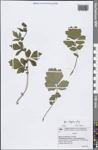 Geum aleppicum Jacq., Eastern Europe, Eastern region (E10) (Russia)