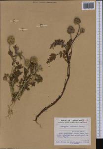 Astragalus echinatus Murray, Western Europe (EUR) (Portugal)