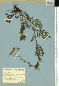 Tanacetum corymbosum subsp. corymbosum, Eastern Europe, Eastern region (E10) (Russia)