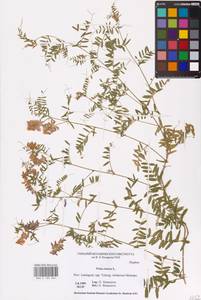 Vicia cracca L., Eastern Europe, North-Western region (E2) (Russia)