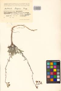 Matthiola fragrans (Fisch.) Bunge, Eastern Europe, Lower Volga region (E9) (Russia)
