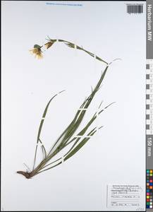 Tragopogon graminifolius DC., Caucasus, Black Sea Shore (from Novorossiysk to Adler) (K3) (Russia)