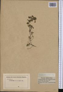 Clinopodium alpinum (L.) Kuntze, Western Europe (EUR) (Not classified)