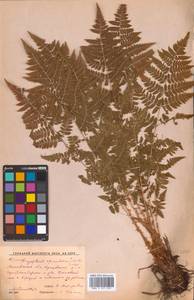 Dryopteris carthusiana (Vill.) H. P. Fuchs, Eastern Europe, Moscow region (E4a) (Russia)