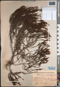 Cassiope ericoides (Pall.) D. Don, Siberia, Yakutia (S5) (Russia)