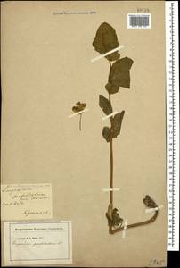 Smyrnium perfoliatum L., Caucasus, Georgia (K4) (Georgia)