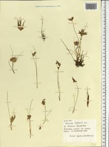 Juncus bulbosus L., Eastern Europe, Northern region (E1) (Russia)