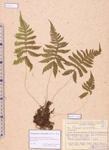 Phegopteris connectilis (Michx.) Watt, Siberia, Altai & Sayany Mountains (S2) (Russia)