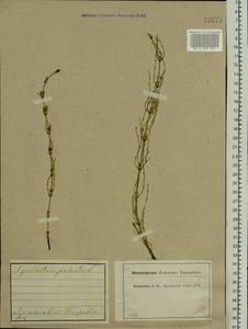 Equisetum palustre L., Eastern Europe, Central forest region (E5) (Russia)