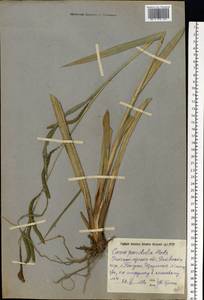 Carex pendula Huds., Eastern Europe, West Ukrainian region (E13) (Ukraine)