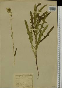 Sonchus brachyotus DC., Siberia, Baikal & Transbaikal region (S4) (Russia)