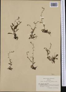 Myosotis discolor Pers., Western Europe (EUR) (San Marino)