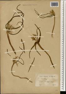 Colchicum, South Asia, South Asia (Asia outside ex-Soviet states and Mongolia) (ASIA) (Syria)