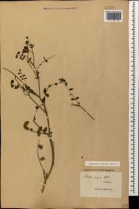 Hedysarum varium Willd., Caucasus, Georgia (K4) (Georgia)