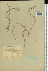 Thesium procumbens C. A. Mey., Eastern Europe, North Ukrainian region (E11) (Ukraine)