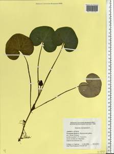 Asarum europaeum L., Eastern Europe, Central region (E4) (Russia)