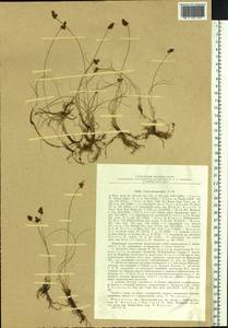 Carex duriuscula C.A.Mey., Siberia, Baikal & Transbaikal region (S4) (Russia)