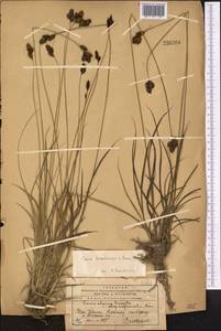 Carex popovii V.I.Krecz., Middle Asia, Western Tian Shan & Karatau (M3) (Kazakhstan)