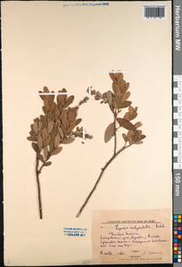 Chamaedaphne calyculata (L.) Moench, Siberia, Russian Far East (S6) (Russia)