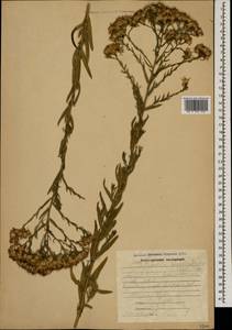 Galatella sedifolia subsp. dracunculoides (Lam.) Greuter, Caucasus, Azerbaijan (K6) (Azerbaijan)