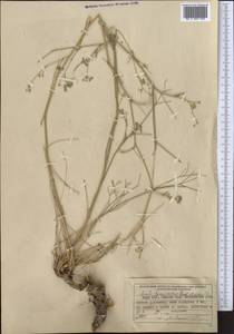 Seseli tenuisectum Regel & Schmalh., Middle Asia, Pamir & Pamiro-Alai (M2) (Kyrgyzstan)