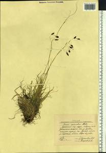 Carex fuliginosa Schkuhr, Siberia, Chukotka & Kamchatka (S7) (Russia)