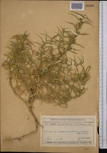 Agriophyllum, Middle Asia, Muyunkumy, Balkhash & Betpak-Dala (M9) (Kazakhstan)