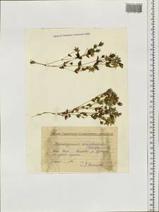 Lomatogonium carinthiacum (Wulfen) Rchb., Siberia, Baikal & Transbaikal region (S4) (Russia)