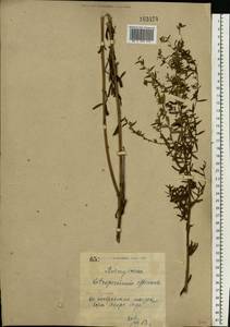 Lithospermum officinale L., Eastern Europe, North Ukrainian region (E11) (Ukraine)