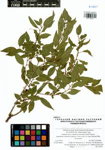 Ulmus pumila L., Siberia, Baikal & Transbaikal region (S4) (Russia)