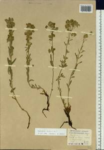 Euphorbia esula L., Siberia, Baikal & Transbaikal region (S4) (Russia)