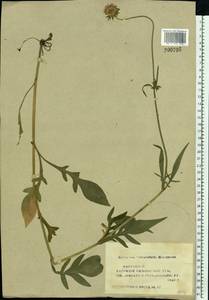 Knautia arvensis (L.) Coult., Eastern Europe, Middle Volga region (E8) (Russia)