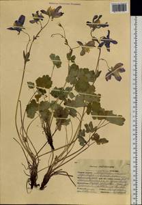 Aquilegia sibirica Lam., Siberia, Altai & Sayany Mountains (S2) (Russia)