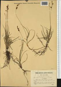 Carex liparocarpos Gaudin, Western Europe (EUR) (Hungary)