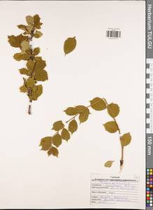 Prunus tomentosa Thunb., Eastern Europe, Central region (E4) (Russia)