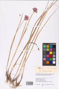 Allium schoenoprasum L., Siberia, Western Siberia (S1) (Russia)