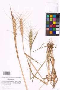 Triticum aestivum L., Eastern Europe, Moscow region (E4a) (Russia)