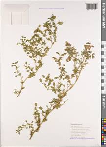 Amaranthus blitum L., Caucasus, Black Sea Shore (from Novorossiysk to Adler) (K3) (Russia)