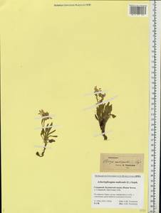 Parrya nudicaulis (L.) Regel, Eastern Europe, Northern region (E1) (Russia)