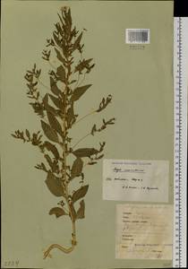 Axyris amaranthoides L., Siberia, Western Siberia (S1) (Russia)