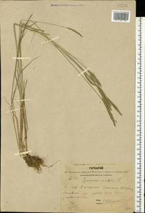 Cynosurus cristatus L., Eastern Europe, Central forest region (E5) (Russia)