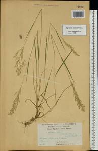 Agrostis stolonifera L., Eastern Europe, Central forest-and-steppe region (E6) (Russia)