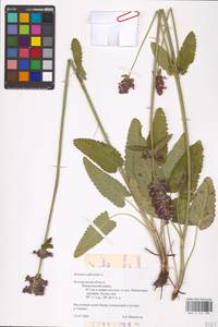 MHA 0 154 789, Betonica officinalis L., Eastern Europe, Central forest-and-steppe region (E6) (Russia)