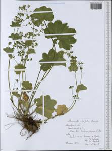 Alchemilla lindbergiana Juz., Eastern Europe, Moscow region (E4a) (Russia)